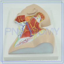 PNT-1633 2017 beliebtesten Kunststoff Anatomie Nerven des Hals Region Modell